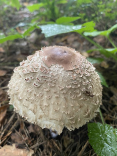 Chlorophyllum olivieri - Хлорофиллум Оливье