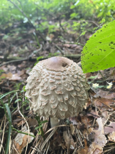 Chlorophyllum olivieri - Хлорофиллум Оливье