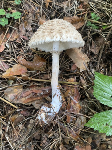 Chlorophyllum olivieri - Хлорофиллум Оливье