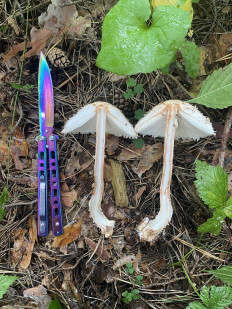 Chlorophyllum olivieri - Хлорофиллум Оливье