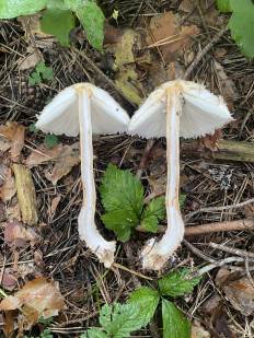 Chlorophyllum olivieri - Хлорофиллум Оливье