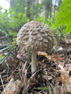 Chlorophyllum olivieri - Хлорофиллум Оливье