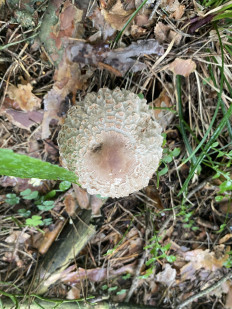 Chlorophyllum olivieri - Хлорофиллум Оливье