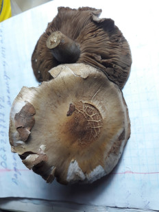 Гриб из Ромни