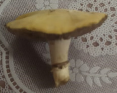 Гриб из дивное