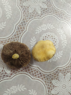 Гриб из дивное