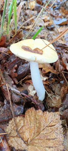 Гриб из Киев