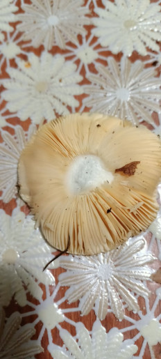 Гриб из Киев