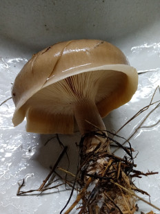 Гриб из Медвежьегорск