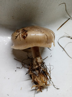 Гриб из Медвежьегорск