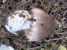 Гриб из Киев