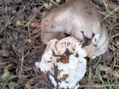 Гриб из Киев