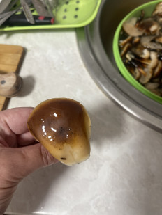 Гриб из Караганда