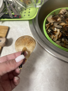 Гриб из Караганда