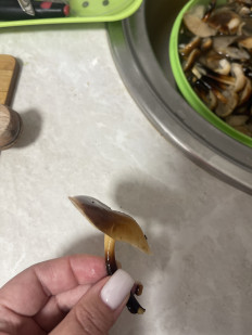 Гриб из Караганда