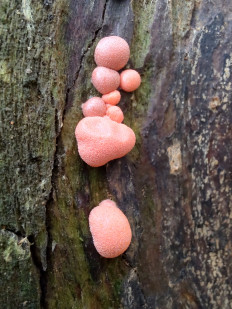 lycogala epidendrum - Ликогала древесинная (Волчье молоко)