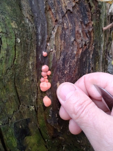 lycogala epidendrum - Ликогала древесинная (Волчье молоко)