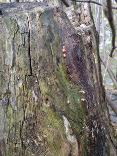 lycogala epidendrum - Ликогала древесинная (Волчье молоко)