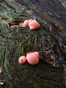 lycogala epidendrum - Ликогала древесинная (Волчье молоко)