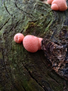 lycogala epidendrum - Ликогала древесинная (Волчье молоко)