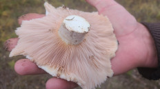 Гриб из Харьковская обл