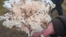 Гриб из Харьковская обл