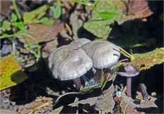 Гриб из Москва