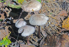 Гриб из Москва