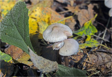 Гриб из Москва