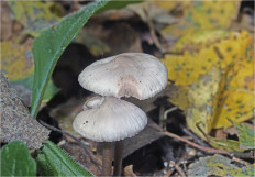 Гриб из Москва