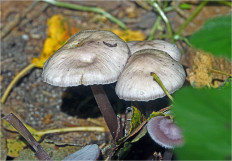 Гриб из Москва