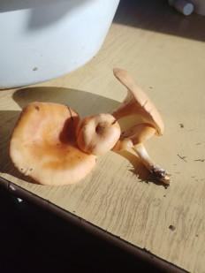 Гриб из Калининградская область.