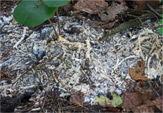 Гриб из Москва