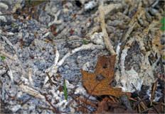 Гриб из Москва