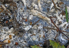 Гриб из Москва