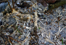 Гриб из Москва