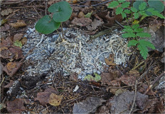 Гриб из Москва