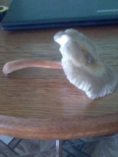 Гриб из Севастополь