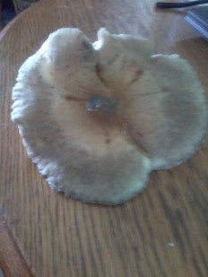 Гриб из Севастополь