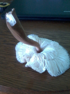 Гриб из Севастополь