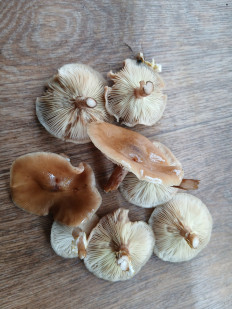 Гриб из Гулькевичи