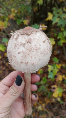 Гриб из Крепостная Краснодарский край Северский район