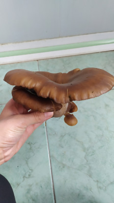 Гриб из Тула