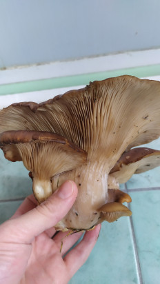 Гриб из Тула