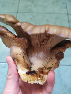 Гриб из Тула