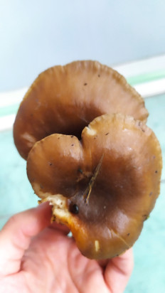 Гриб из Тула