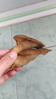 Гриб из Тула