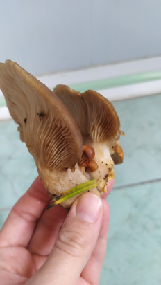 Гриб из Тула