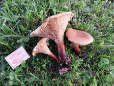 Гриб из Москва