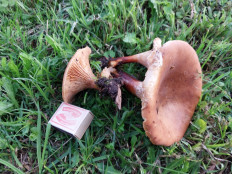 Гриб из Москва